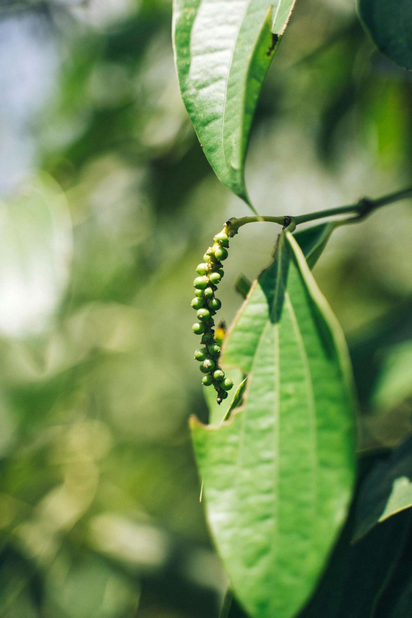 Detailed view of green peppercorns on a branch surrounded by lush leaves.